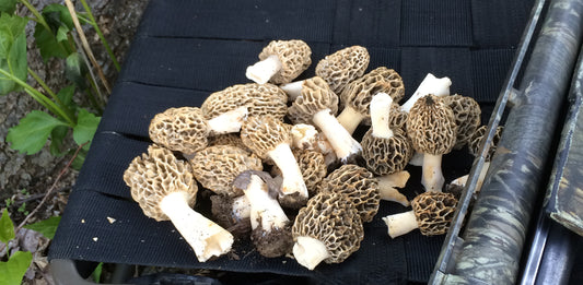 morel mushrooms picked while hunting